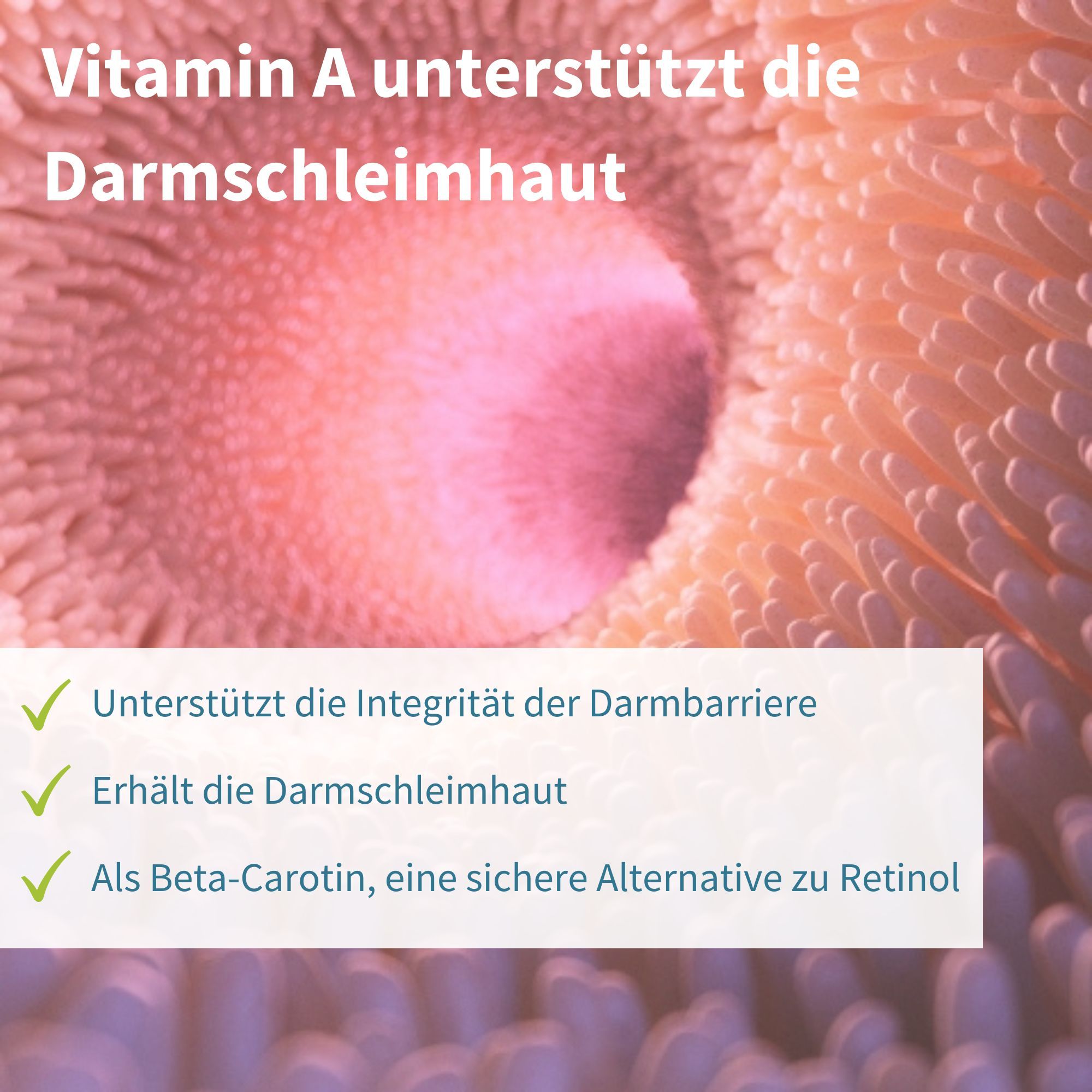 Vitamin A unterstützt die Darmhaut, wichtig für die Darmbarriere.