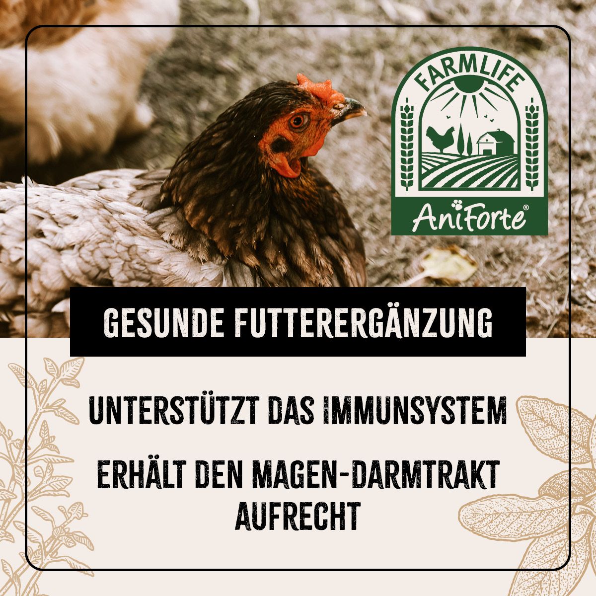 Huhn im Vordergrund, Logo FarmLife AniForte. Text: Gesunde Futterergänzung, Unterstützt das Immunsystem, Erhält den Magen-Darmtrakt aufrecht.