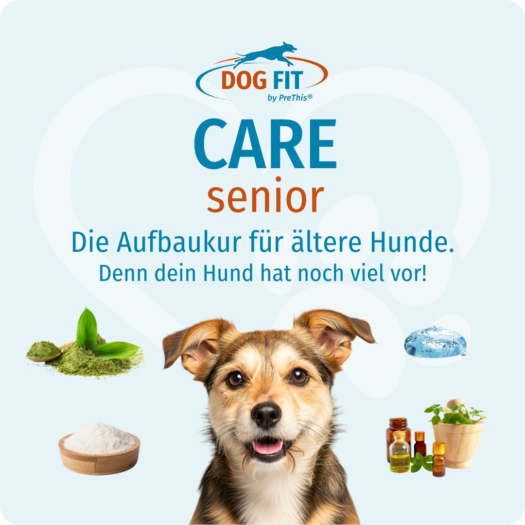 Hund mit Zutaten: Kräuter, Kristalle, Pulver, Öle. Text: CARE senior. Die Aufbaukur für ältere Hunde.
