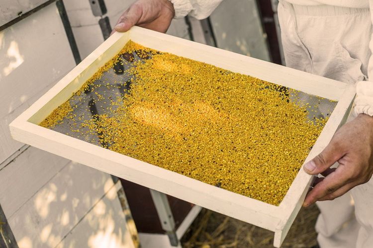 Holzrahmen mit Blütenpollen, gehalten von Händen. Der Rahmen hat einen transparenten Boden. Im Hintergrund Bienenhaus.