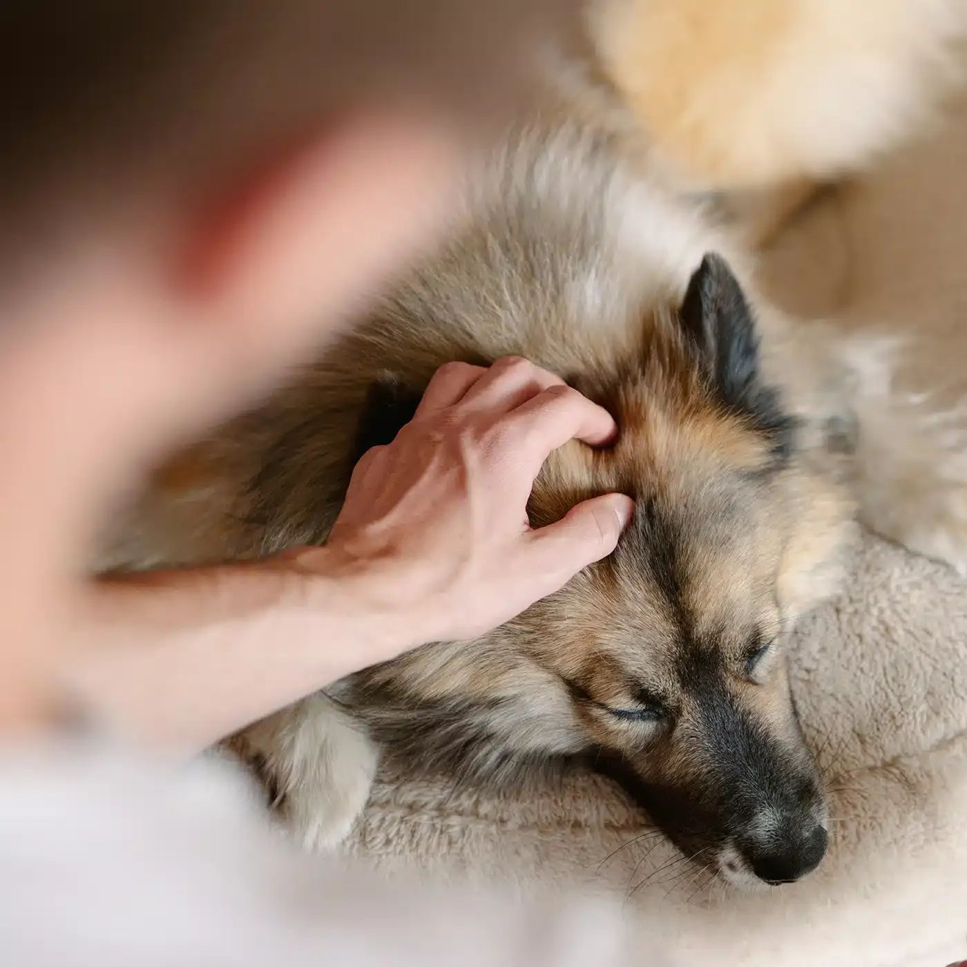 Person streichelt einen Hund. Der Hund liegt auf einem hellen, weichen Hundebett. Der Fokus liegt auf dem Hund.