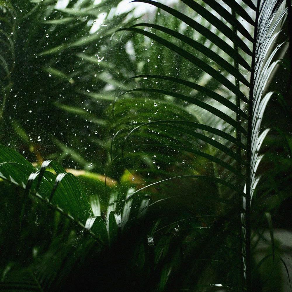 Grüne Blätter und Wassertropfen, die Frische und natürliche Inhaltsstoffe symbolisieren.