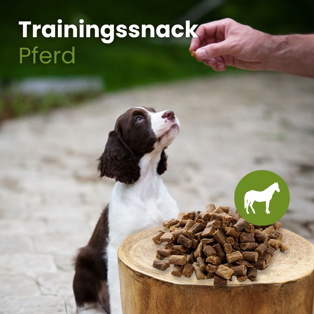 Ein Hund schaut zu einem Menschen auf, der ihm einen Trainingssnack für Pferde anbietet.