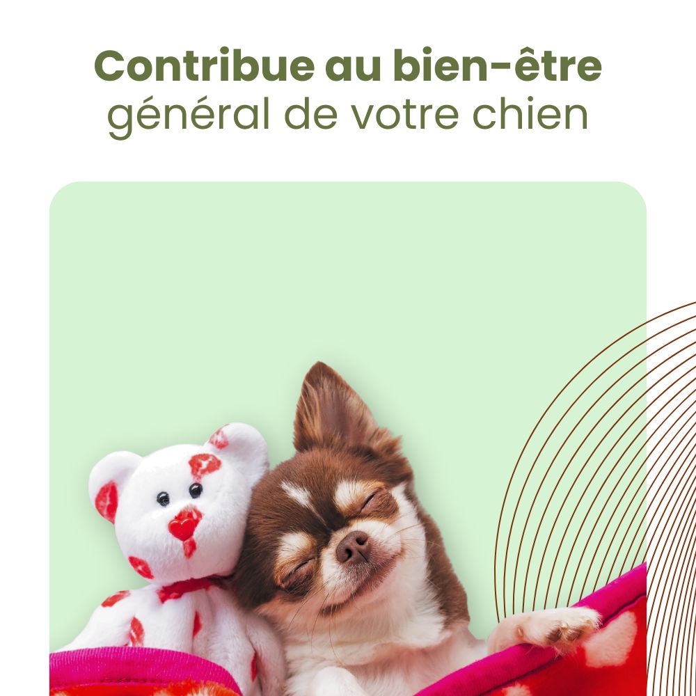 Un chien détendu sur une couverture avec un ours en peluche. Couverture rose avec des cœurs.