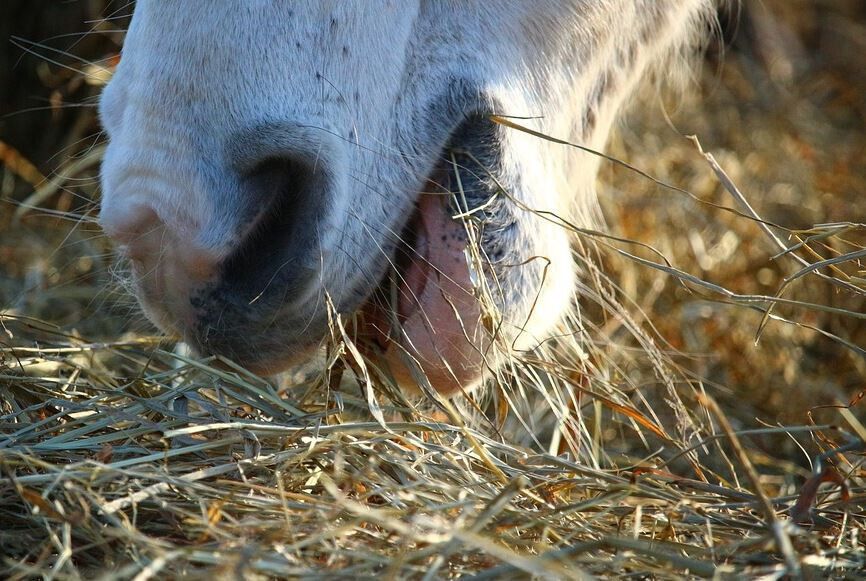 Pferde-Maul beim Fressen von Heu. Nahaufnahme.