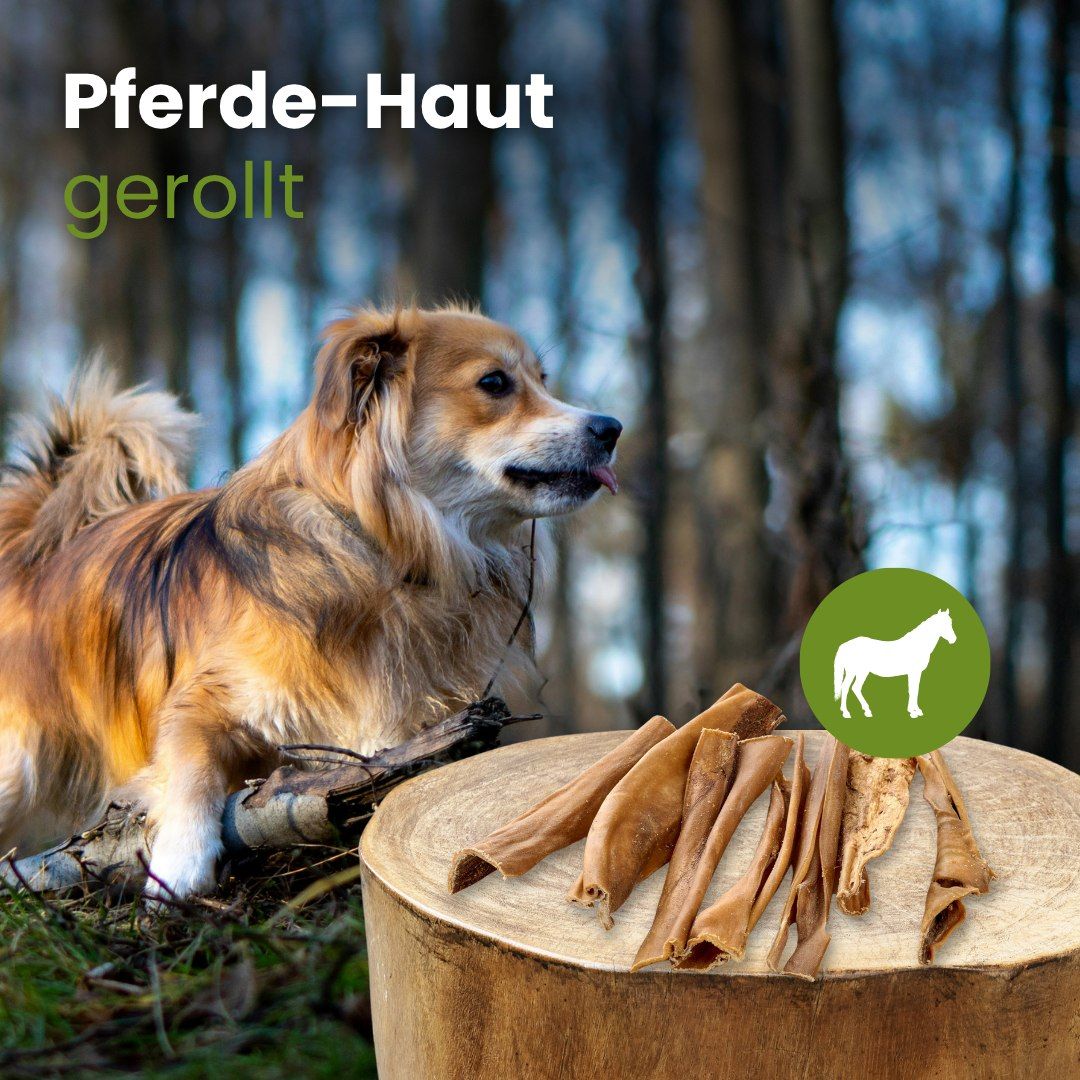 Hund liegt im Wald neben einem Baumstumpf mit gerollter Pferdehaut.