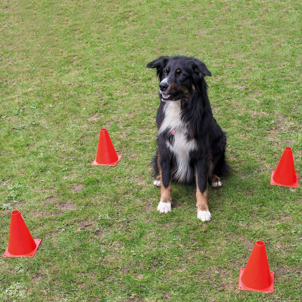 Schecker Obedience Set&nbsp;