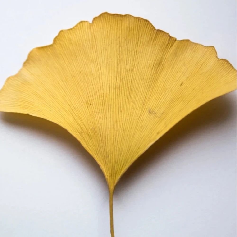 Zero Skin Antioxidatives Ginkgo Gel, schützend hydratisierend für müde und fahle Haut