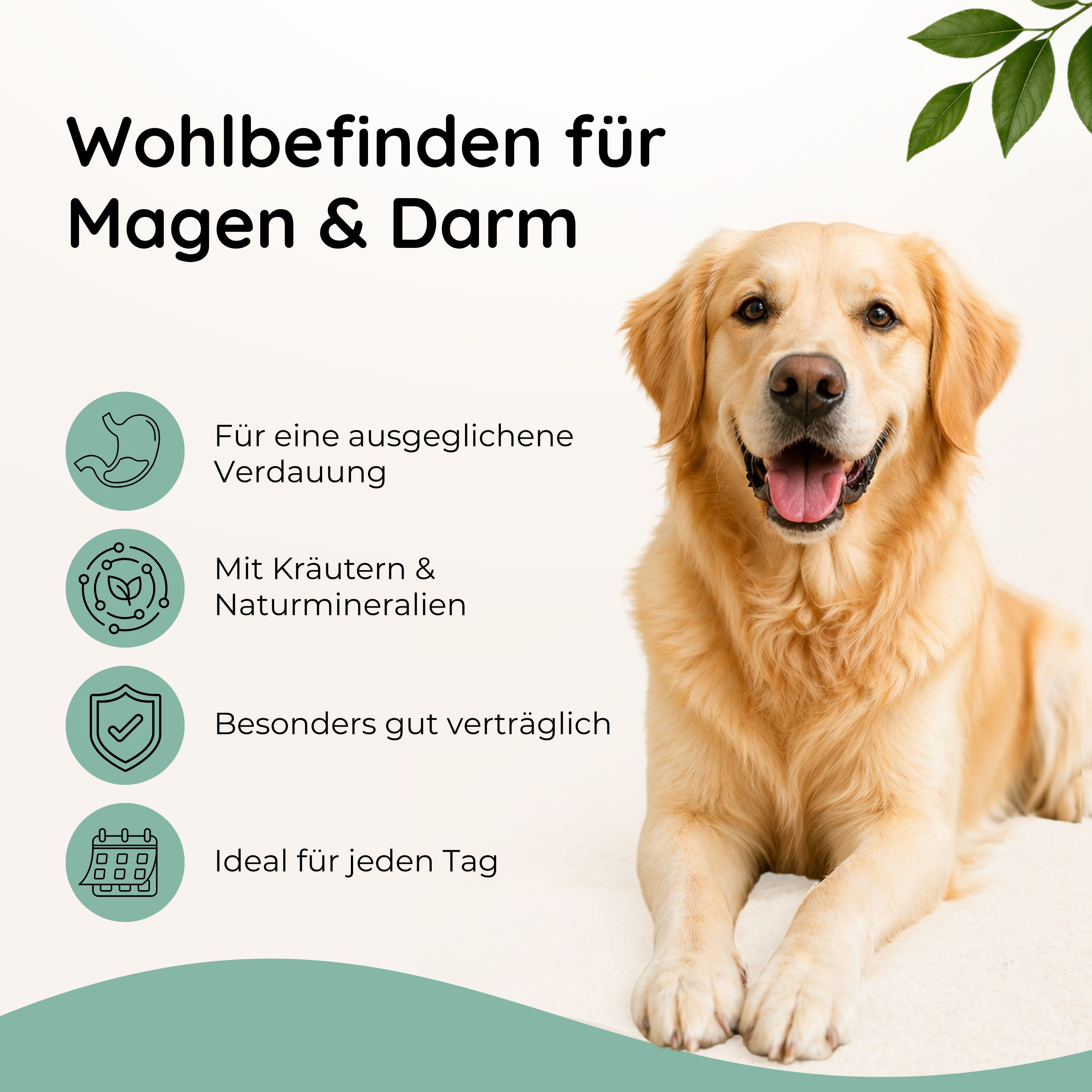 Goldener Retriever liegt entspannt. Symbole für Verdauung, Kräuter, Verträglichkeit und tägliche Anwendung.