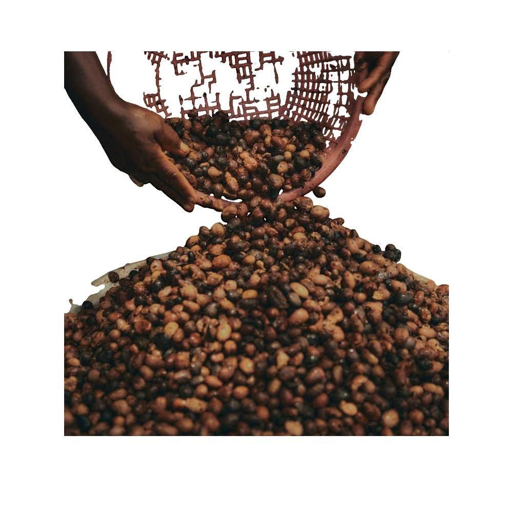 Hände schütten Sheanüsse aus einem Korb. Die Nüsse sind braun und liegen auf einer Oberfläche.