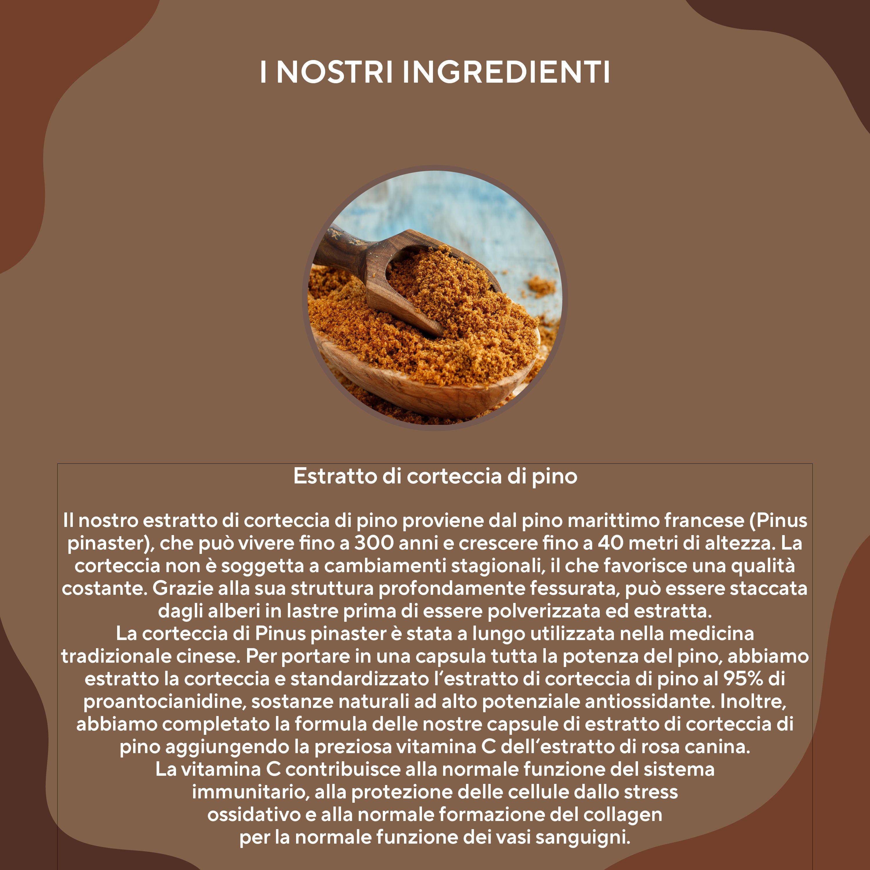 Cucchiaio di legno con polvere marrone. Testo: Estratto di corteccia di pino, da Pinus pinaster francese, vitamina C, proantocianidine.