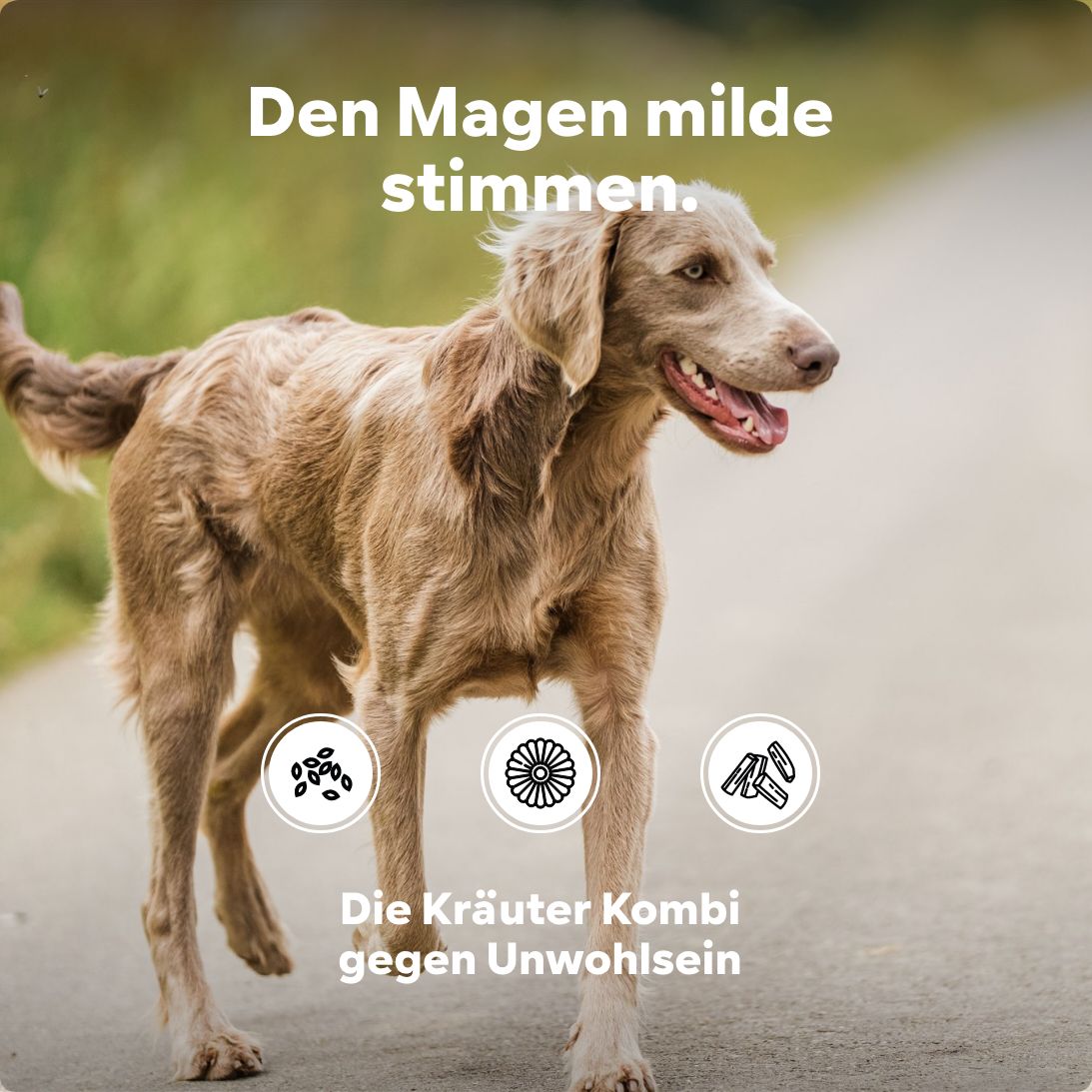 Hund auf einem Weg. Grafiken mit Kräutern. Text: Die Kräuter Kombi gegen Unwohlsein.