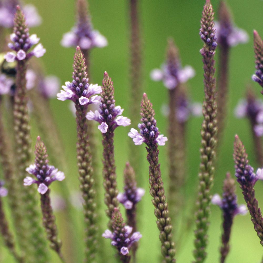 PHI Essences - Vervain Bachblüte Nr. 31
