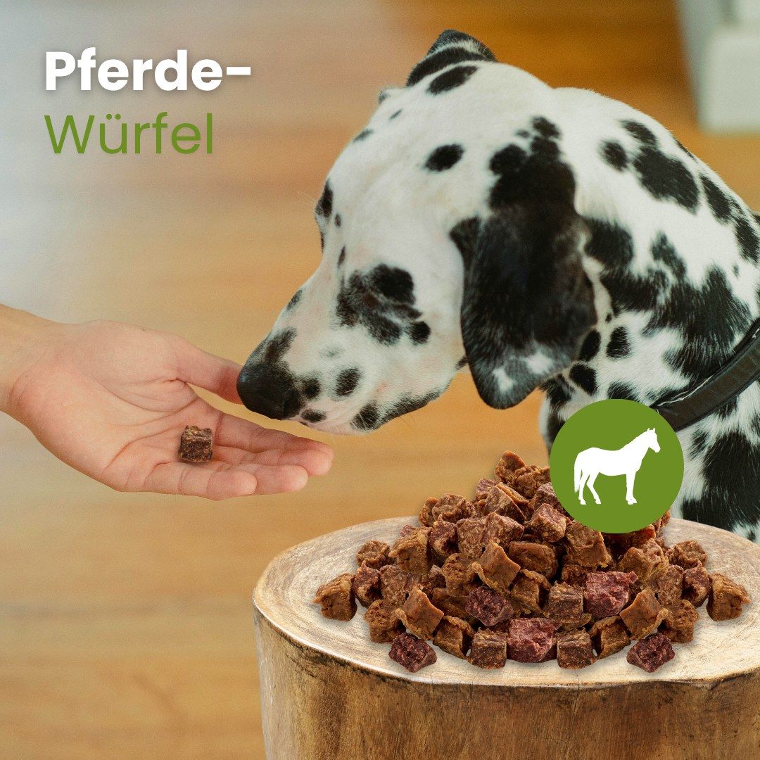 Pferde-Würfel: Ein Hund erhält einen Würfel aus der Hand, daneben ein Napf voller Würfel.