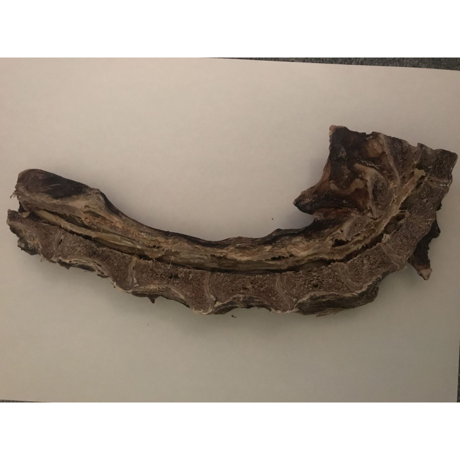 Wild & Fein Hundesnack Rehhalsknochen, halbiert