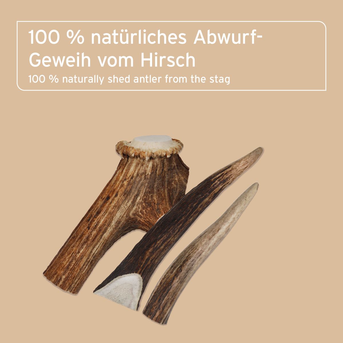 Drei Hirschgeweihe auf beigem Hintergrund. Zwei Geweihe mit brauner Farbe, eines mit weißem Ansatz. Ein Geweih mit weißem Ansatz.