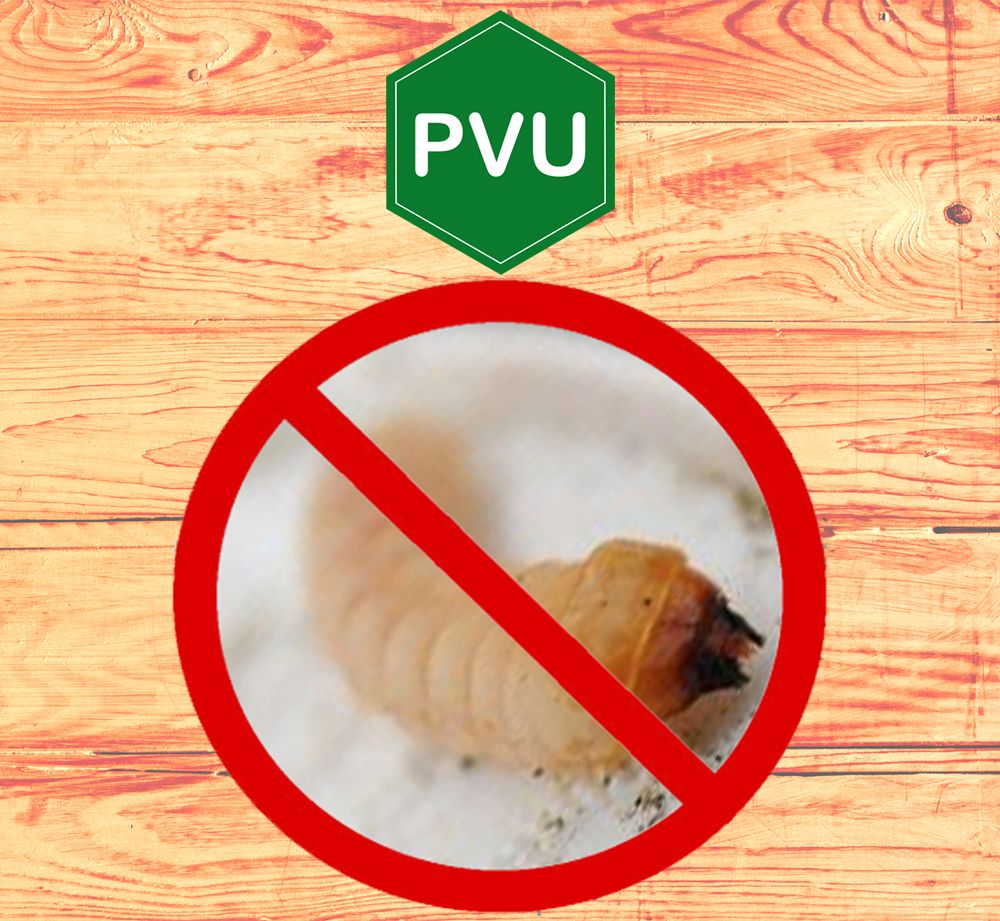 PVU Holzwurmspray zur Bekämpfung von Holwürmern und Holz Schädlingen