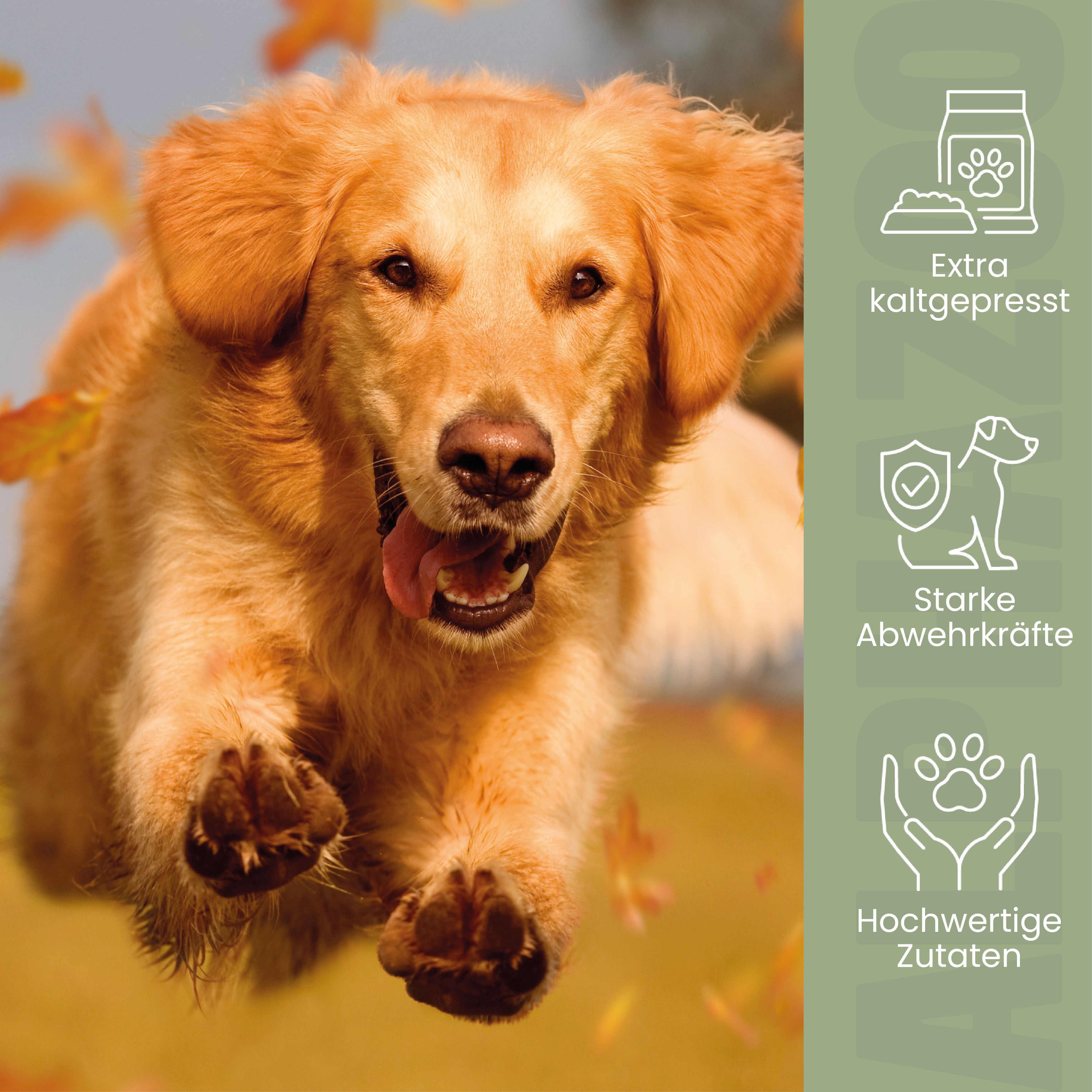 Goldener Hund im Sprung. Icons: Extra kaltgepresst, Starke Abwehrkräfte, Hochwertige Zutaten. Herbstliche Blätter im Hintergrund.