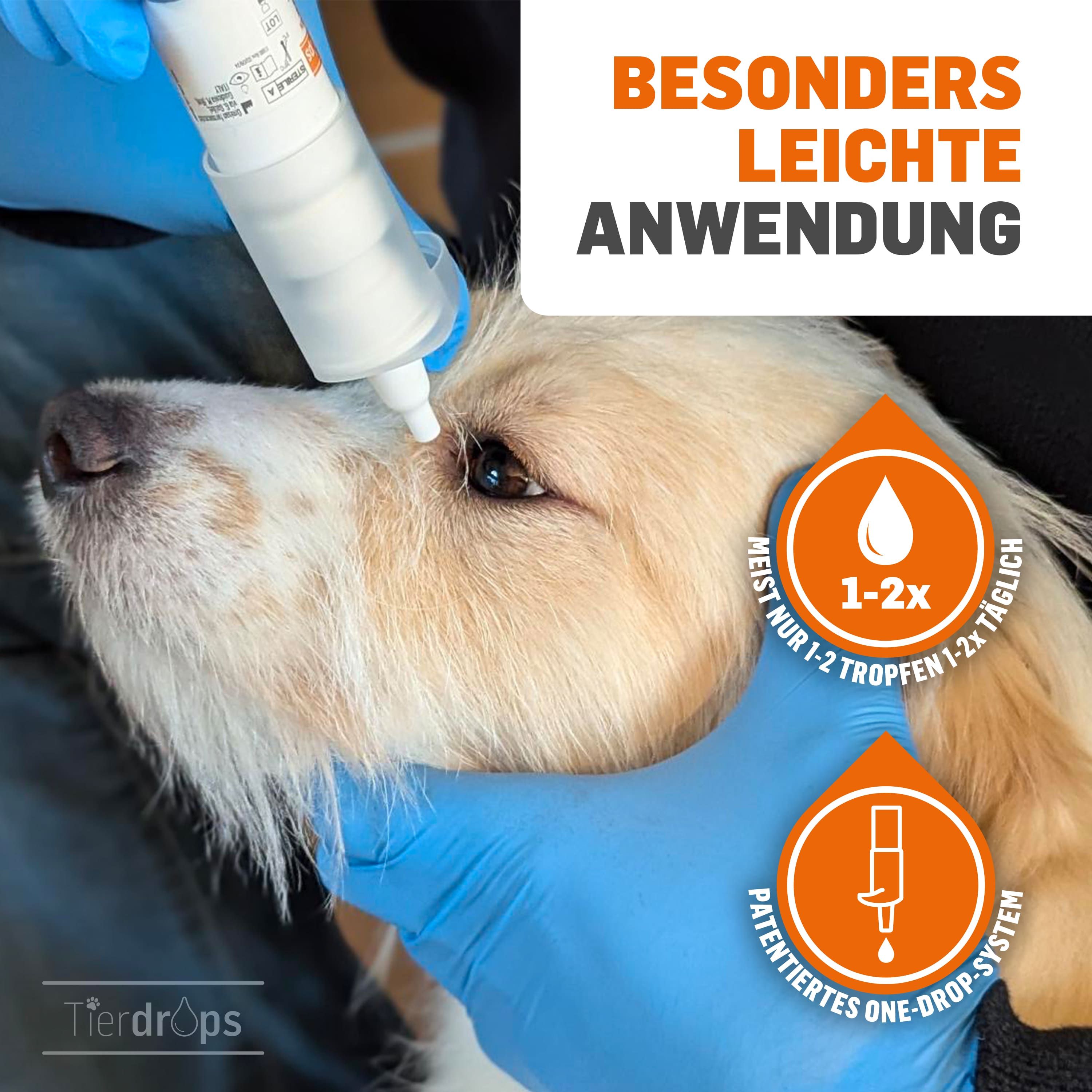 Anwendung der Augentropfen an einem Hund. Blaue Handschuhe, Tropfen im Auge, Text.