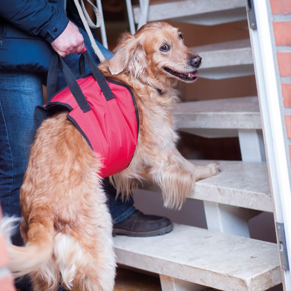 Hunde Tragehilfe "Helping Harness" - Unterstützung beim Treppensteigen - Wanderungen