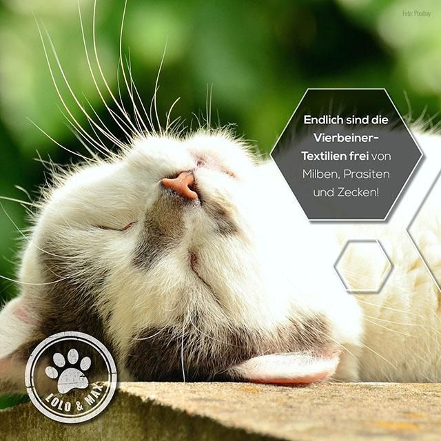 Katze schläft auf einer Holzoberfläche. Logo von Lolo & Max.