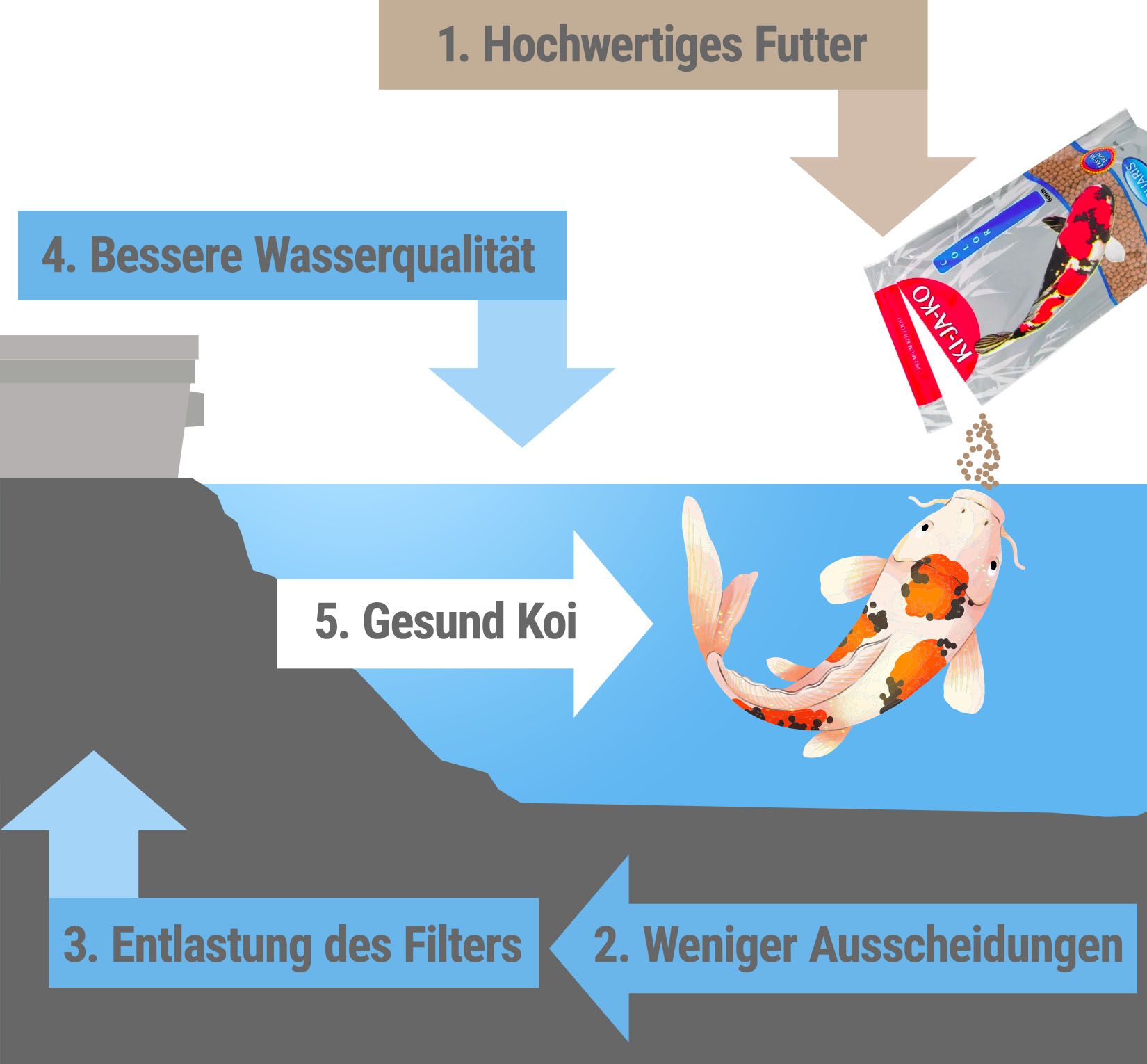Diagramm: Hochwertiges Futter, bessere Wasserqualität, gesunde Koi. Pfeile und Text.