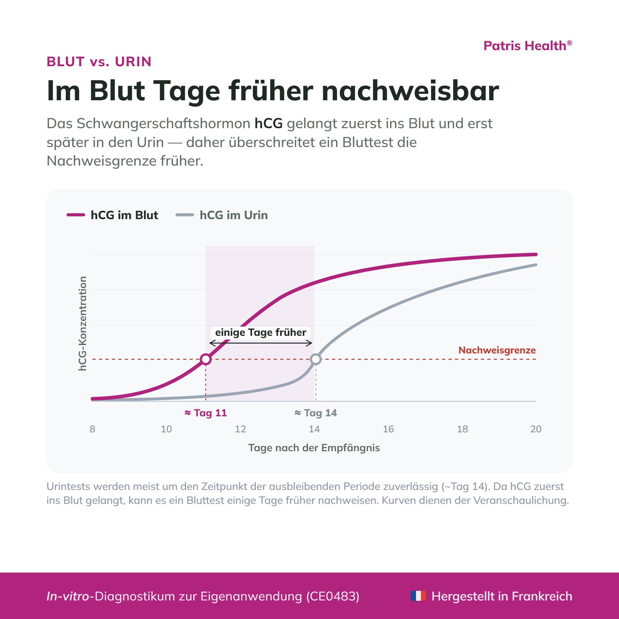 Grafik: hCG-Konzentration im Blut vs. Urin über die Zeit.