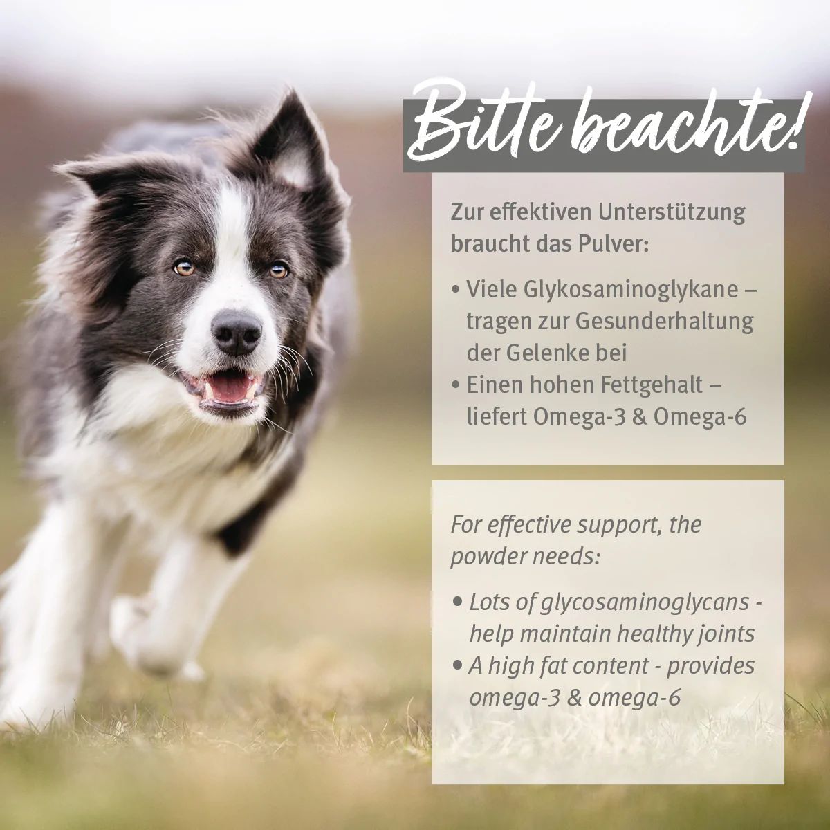 Border Collie rennt. Text: Zur effektiven Unterstützung braucht das Pulver: Viele Glykosaminoglykane, einen hohen Fettgehalt.
