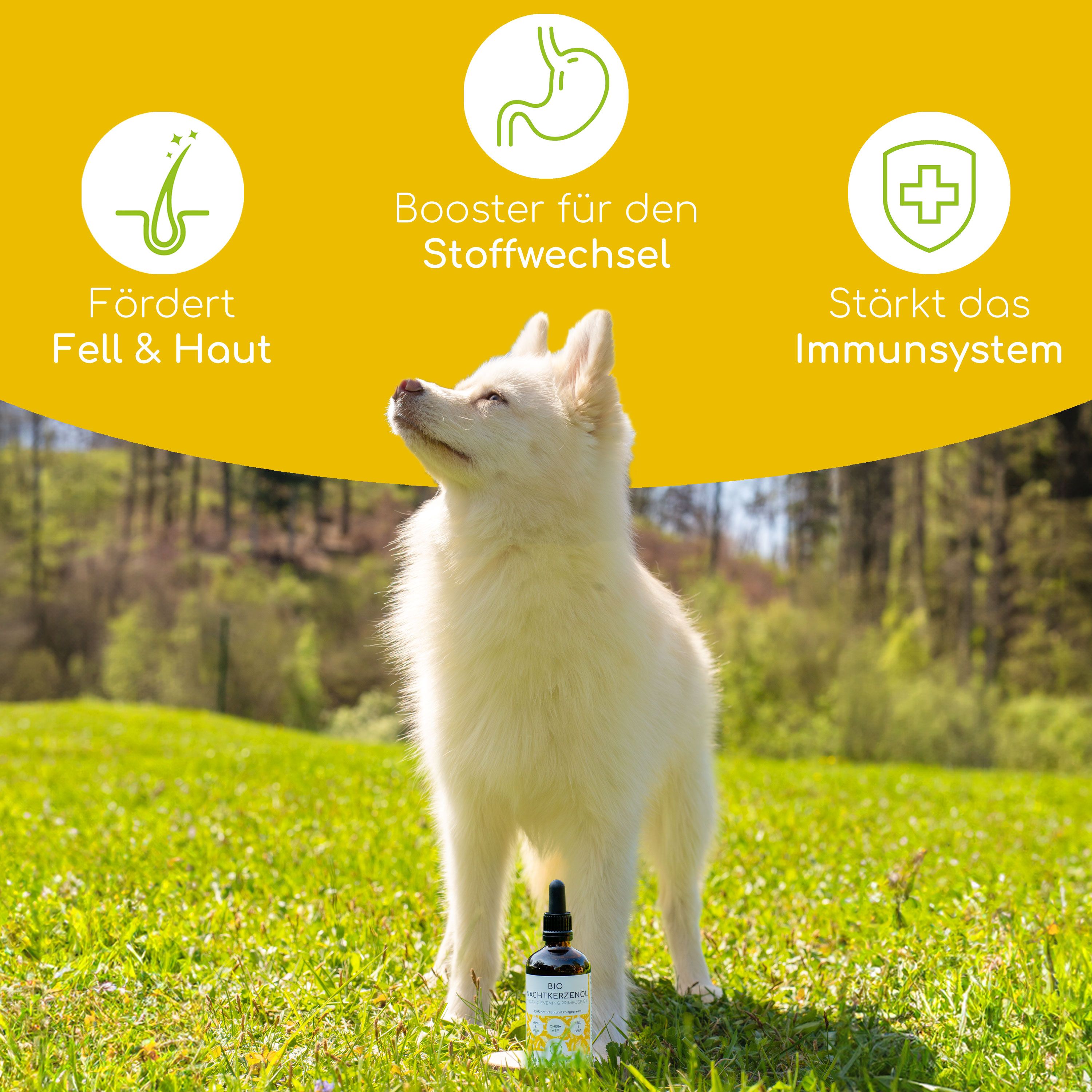 Weißer Hund im Gras. Produktflasche am Boden. Grafiken: Fell & Haut, Stoffwechsel, Immunsystem. Gelber Hintergrund.