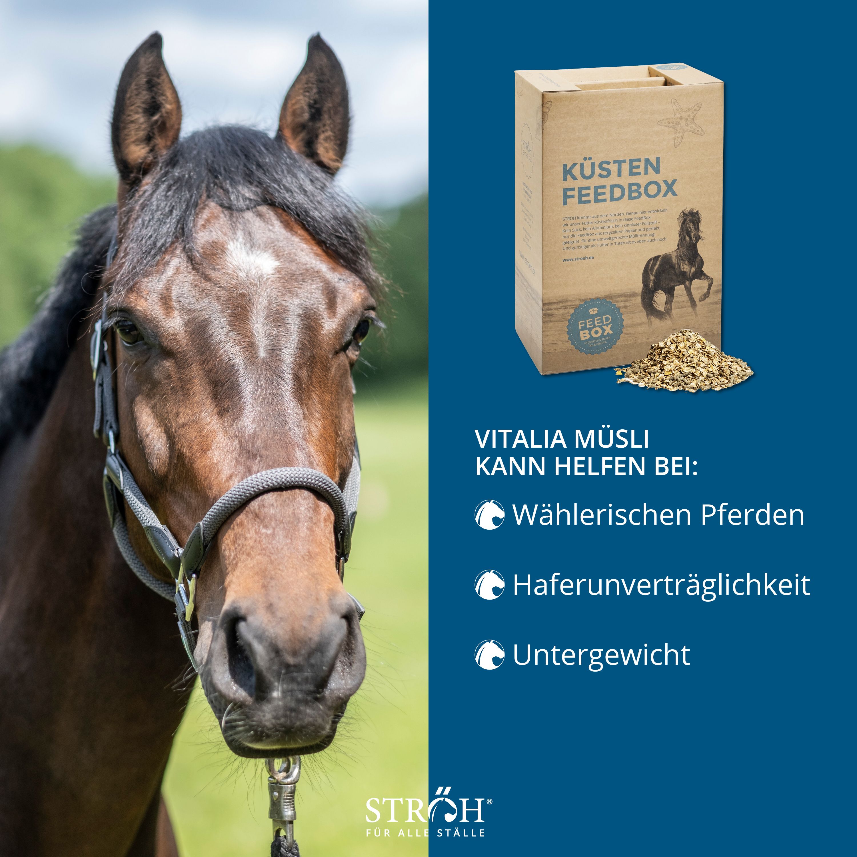 Pferdekopf vor blauem Hintergrund. Rechts: Karton "KÜSTEN FEEDBOX" mit Müsli-Haufen. Text: "VITALIA MÜSLI kann helfen bei:". Marke: STRÖH.