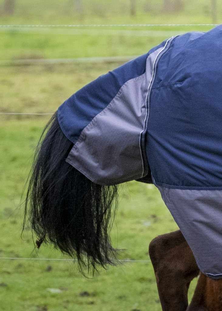 Nahaufnahme des hinteren Teils einer blauen und grauen Outdoordecke. Der Pferdeschwanz ist sichtbar.