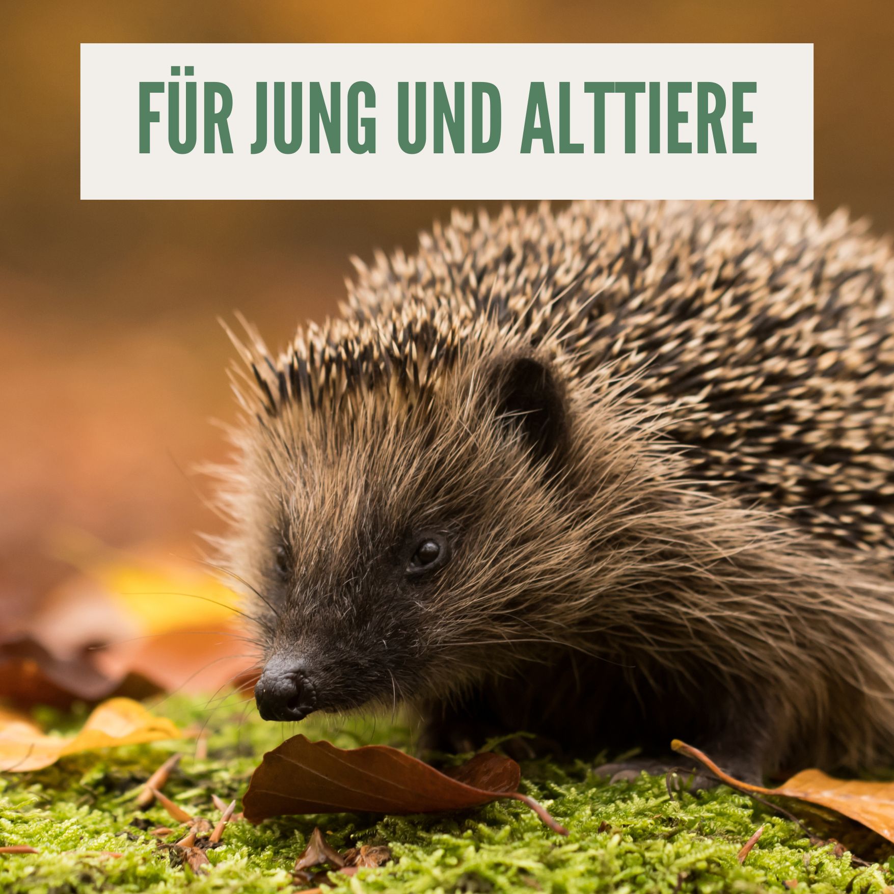 Igel auf Moos. Text: Für Jung und Alttiere.