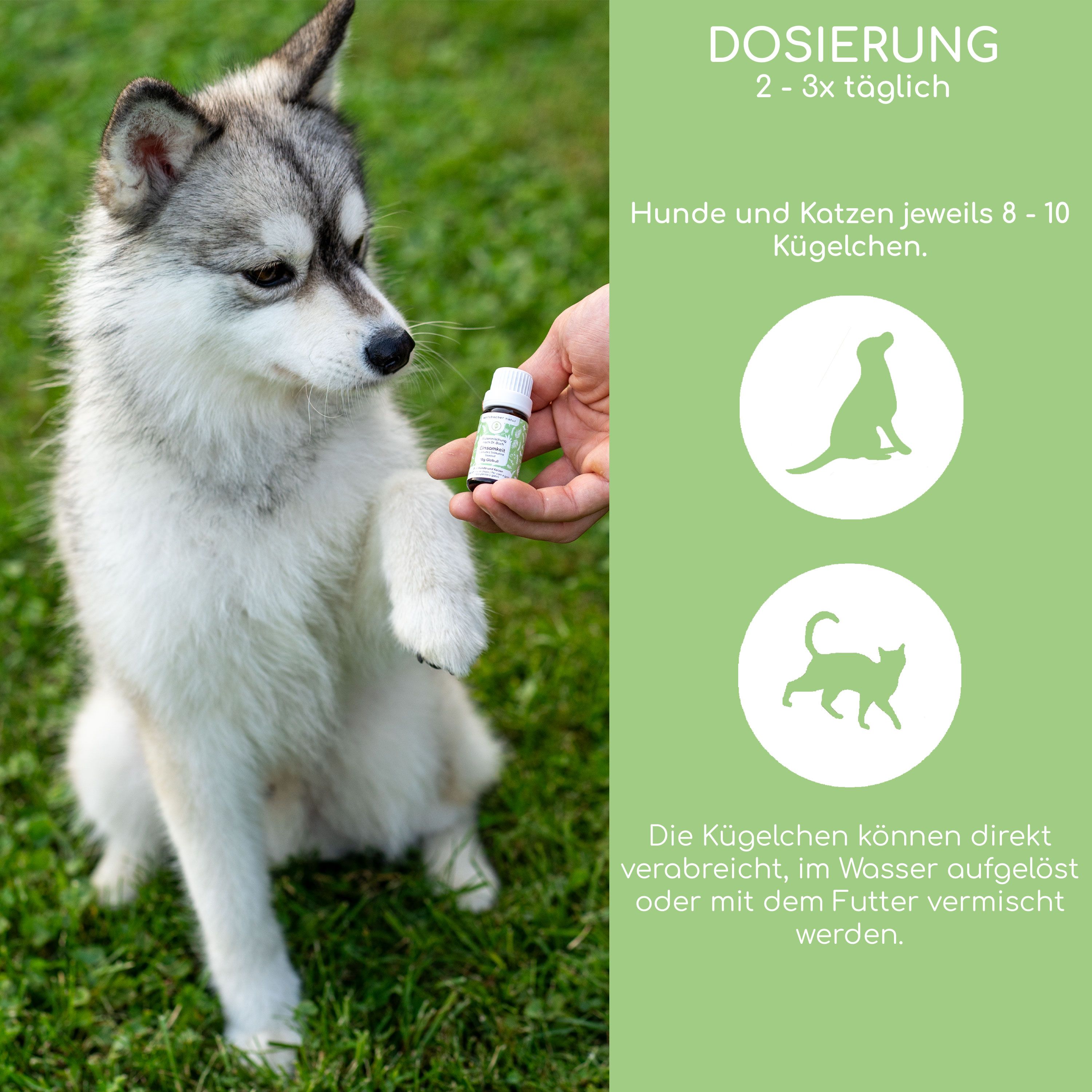Hund und Text. Text: Dosierung 2-3x täglich. Hunde und Katzen jeweils 8-10 Kügelchen. Kügelchen können direkt verabreicht werden.