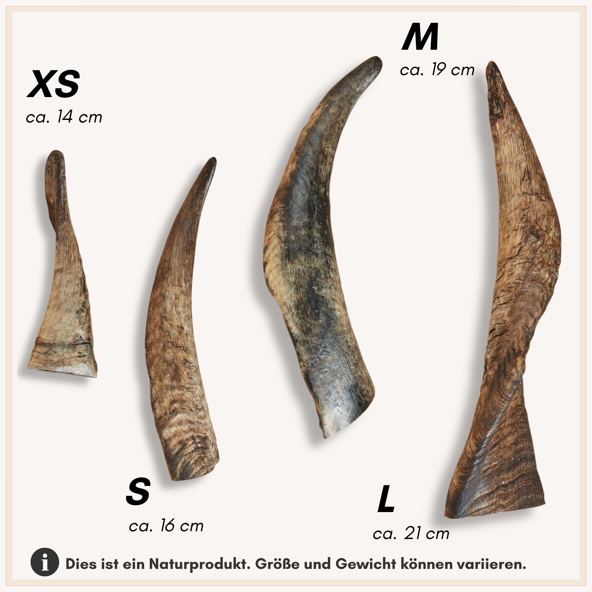 Vier Schafhörner in verschiedenen Größen: XS (ca. 14 cm), S (ca. 16 cm), M (ca. 19 cm), L (ca. 21 cm). Naturprodukt.