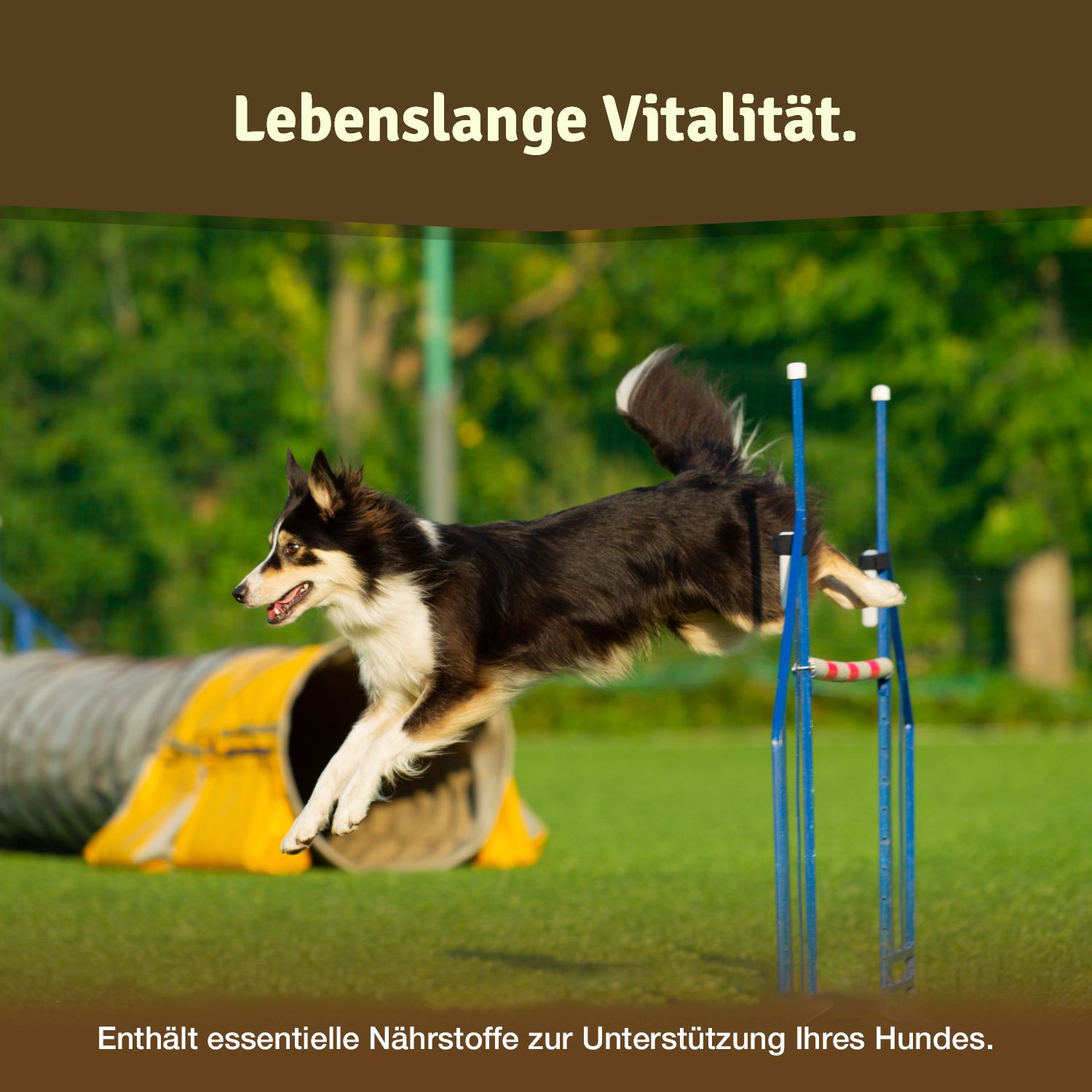 Hund springt über Hindernis. Grünfläche, Tunnel im Hintergrund. Text: Lebenslange Vitalität.