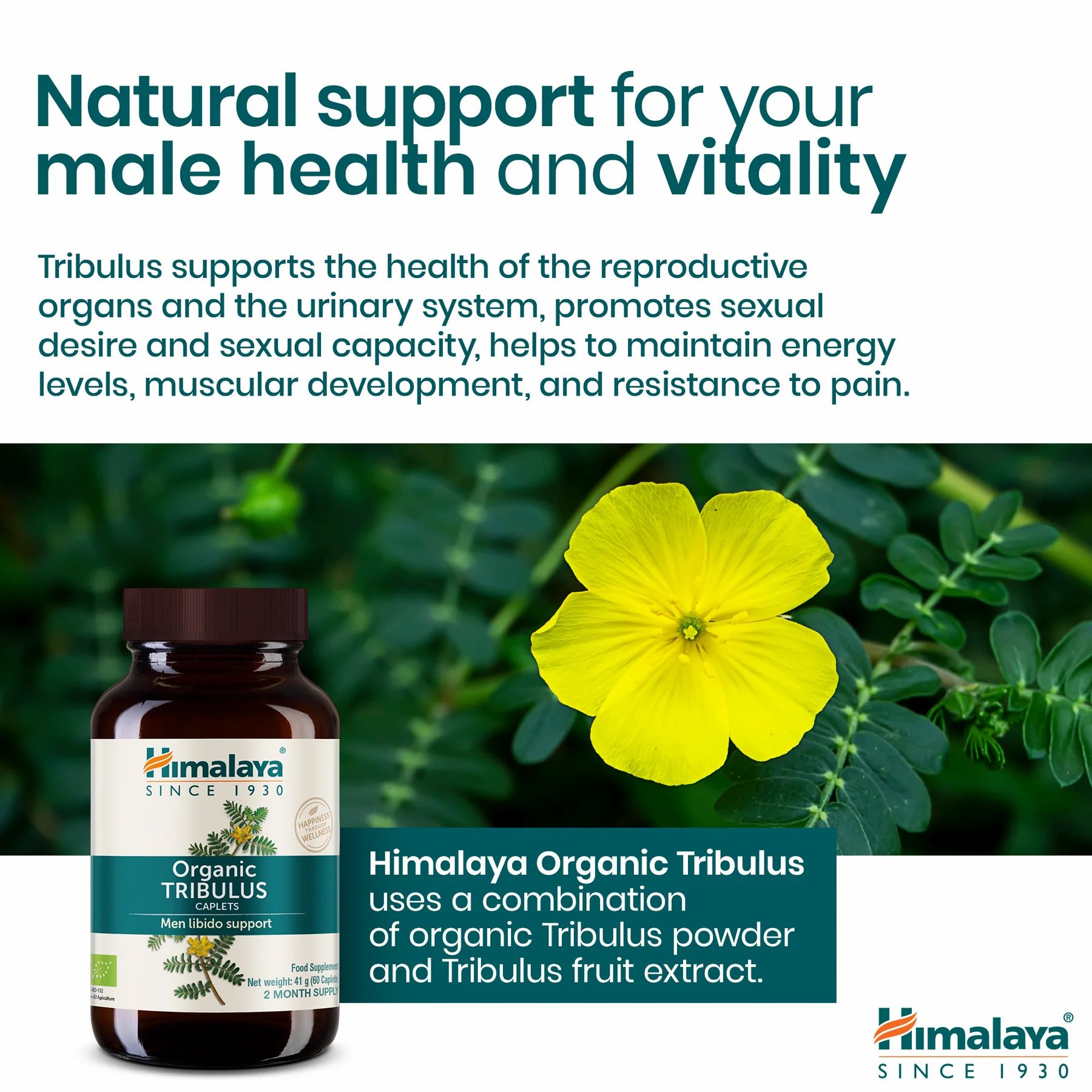 Flasche Himalaya Organic Tribulus neben einer gelben Blume. Text: Natürliche Unterstützung für die männliche Gesundheit und Vitalität.