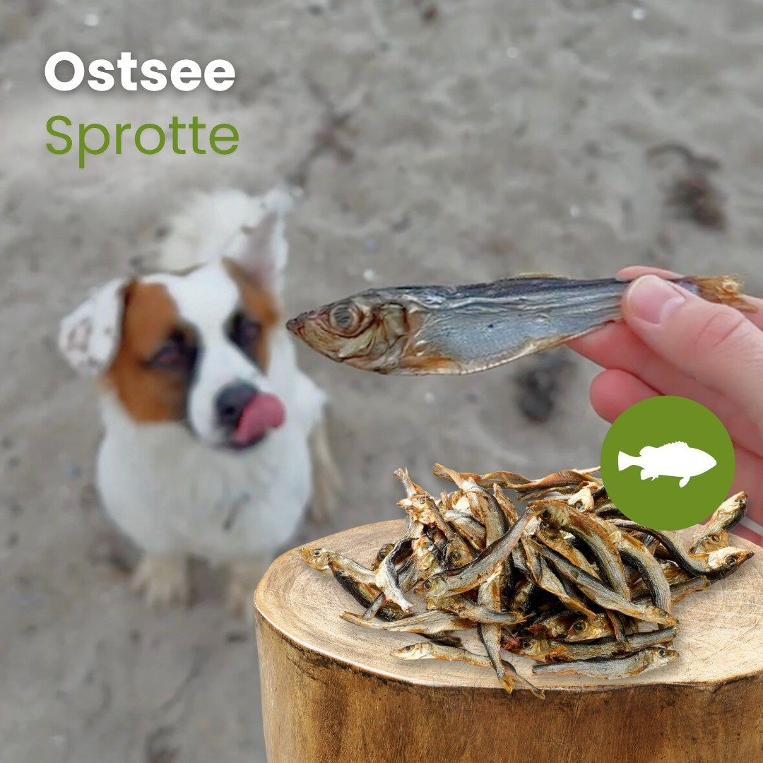 Getrocknete Sprotten auf einem Holzstamm, ein Hund leckt sich die Lippen.