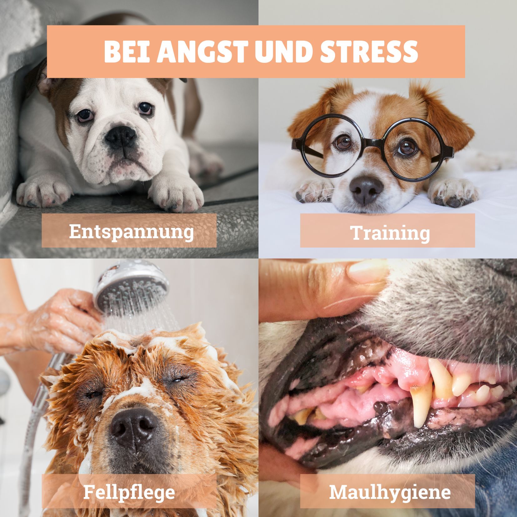 BeG Buddy Leckmatte für Hund & Katze