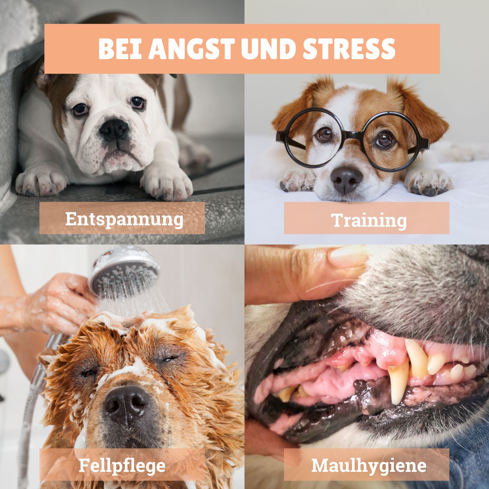 BeG Buddy Leckmatte für Hund & Katze 2 St Set