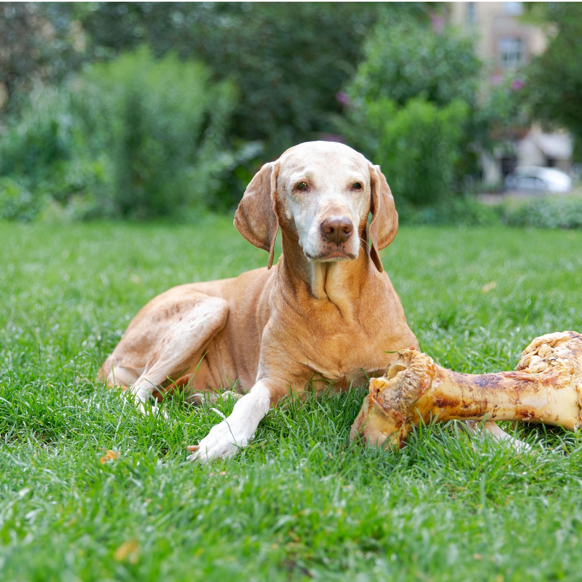 Ein Hund liegt auf einer Wiese neben einem großen Rinderknochen.