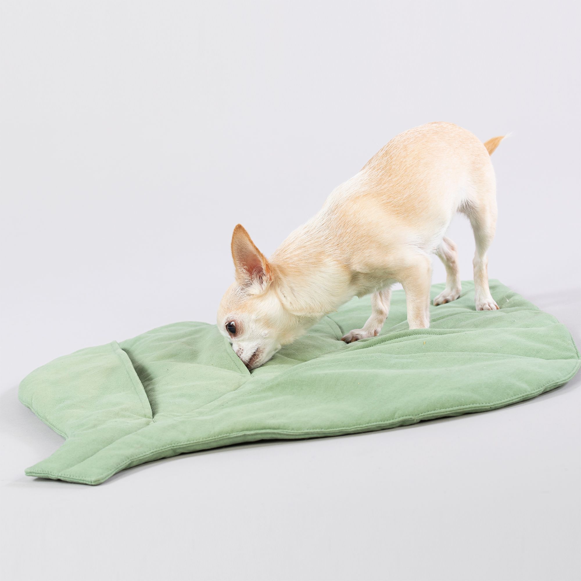 Kleiner Hund auf einer grünen, blattförmigen Matte. Der Hund schnuppert an der Matte.