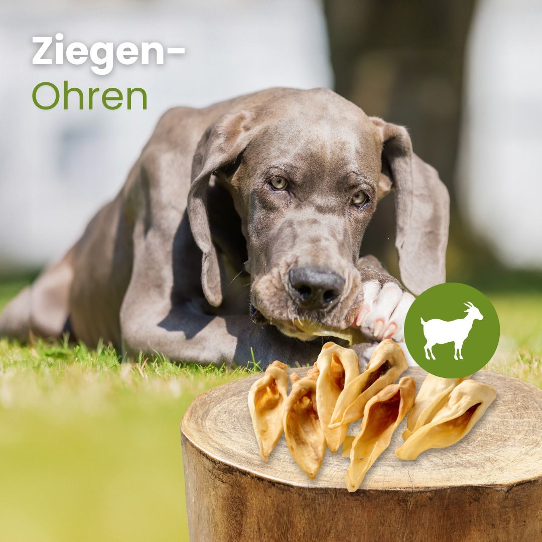 Ein Hund kaut auf einem Ziegenohr, daneben ein Haufen Ziegenohren auf einem Baumstumpf.