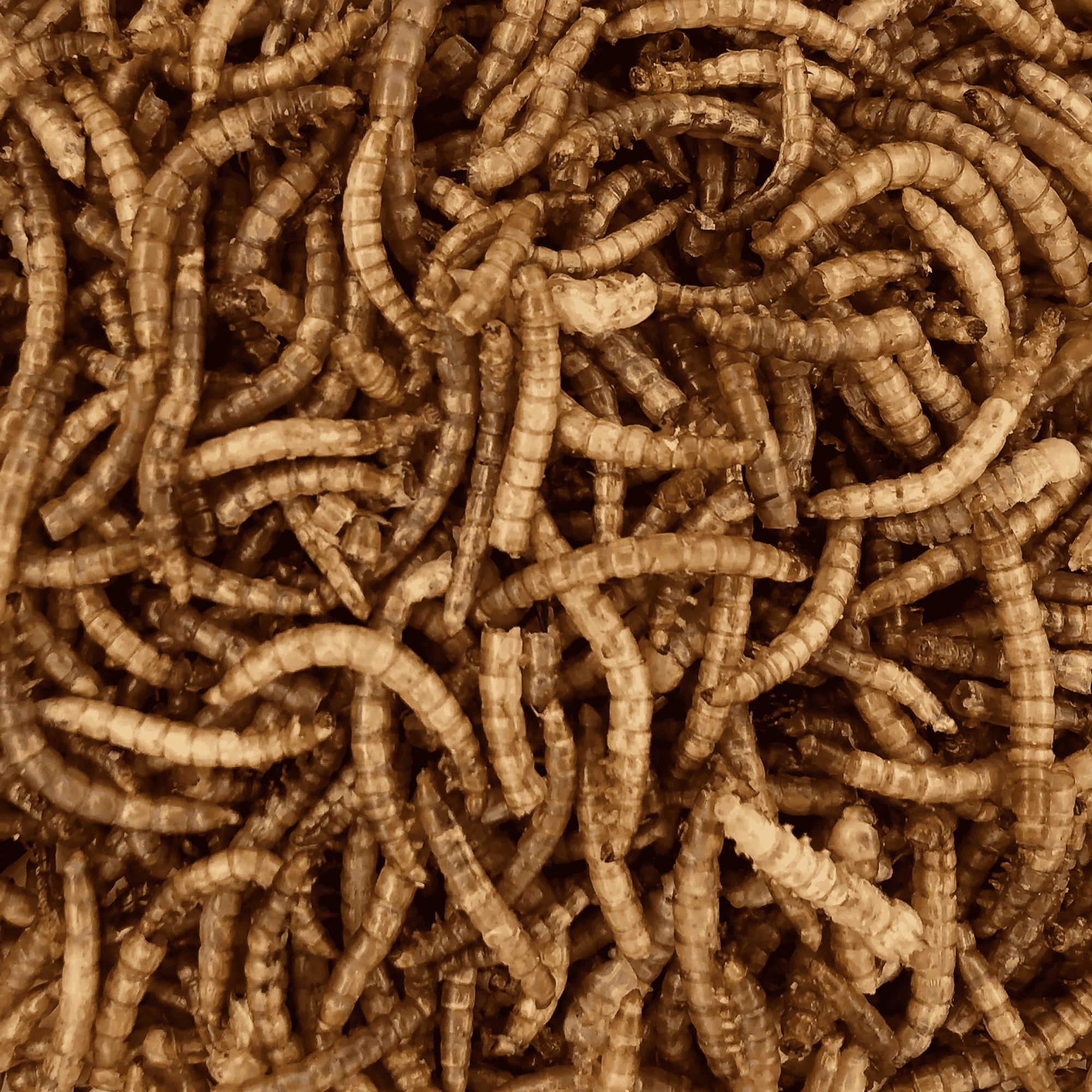 Nahaufnahme von getrockneten Mehlwürmern.