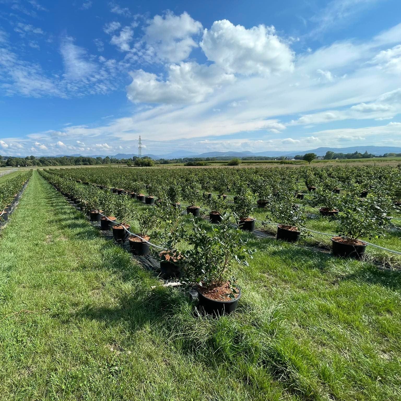 Reihen von Blaubeersträuchern in Töpfen auf einem Feld. Im Hintergrund Himmel und Landschaft.