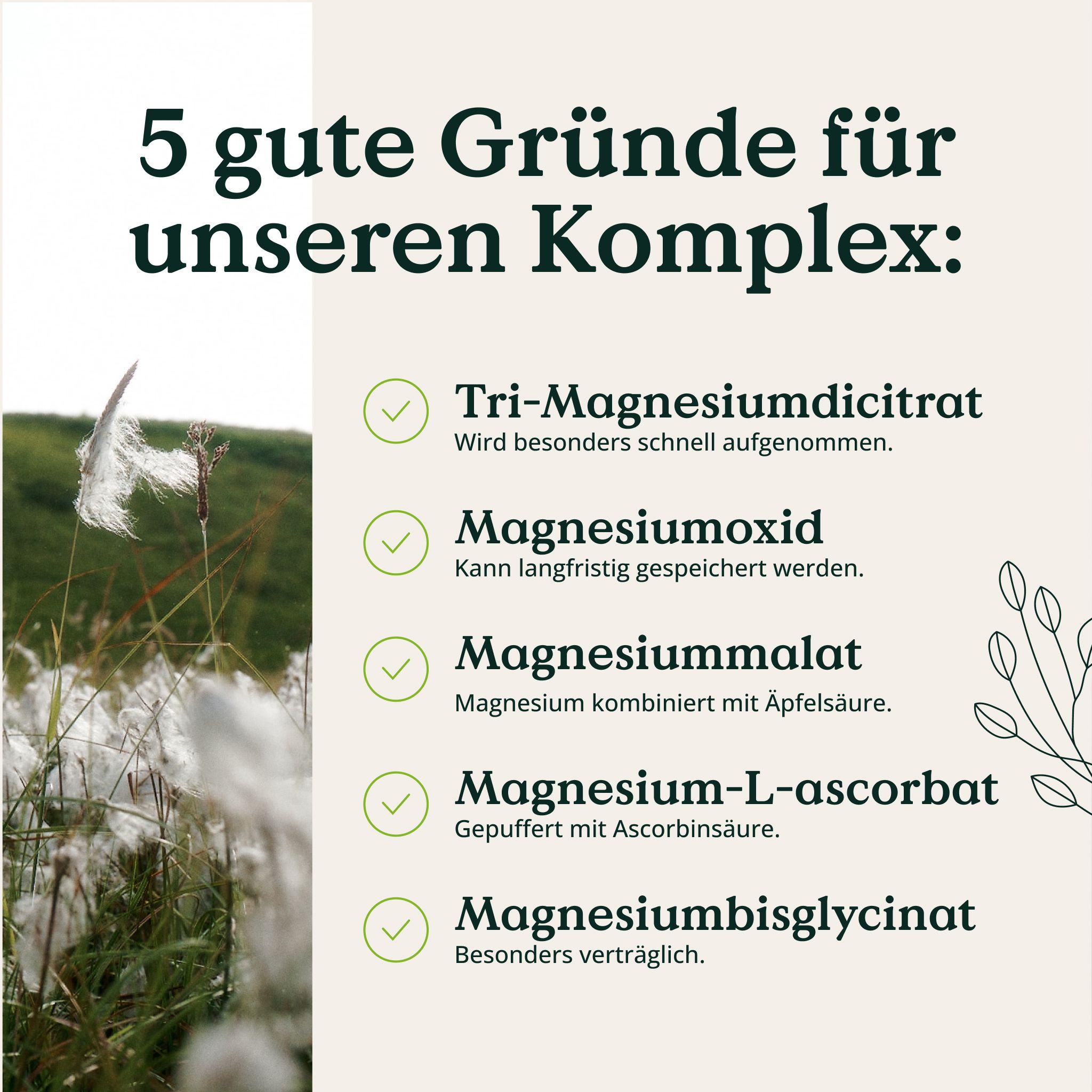 Fünf Magnesiumformen: Tri-Magnesiumdicitrat, Magnesiumoxid, Magnesiummalat, Magnesium-L-ascorbat, Magnesiumbisglycinat.