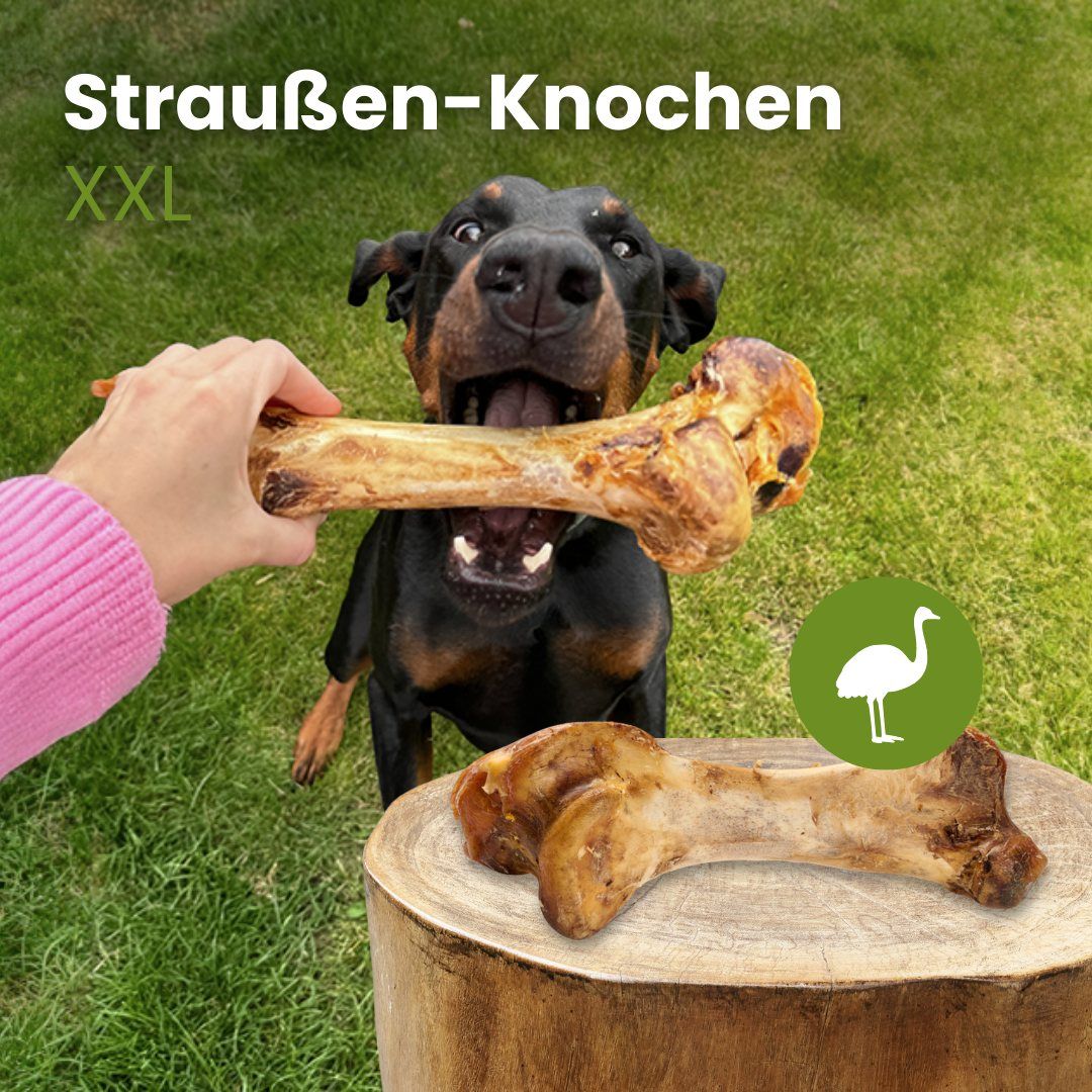 Straußen-Knochen XXL mit einem Hund im Freien.