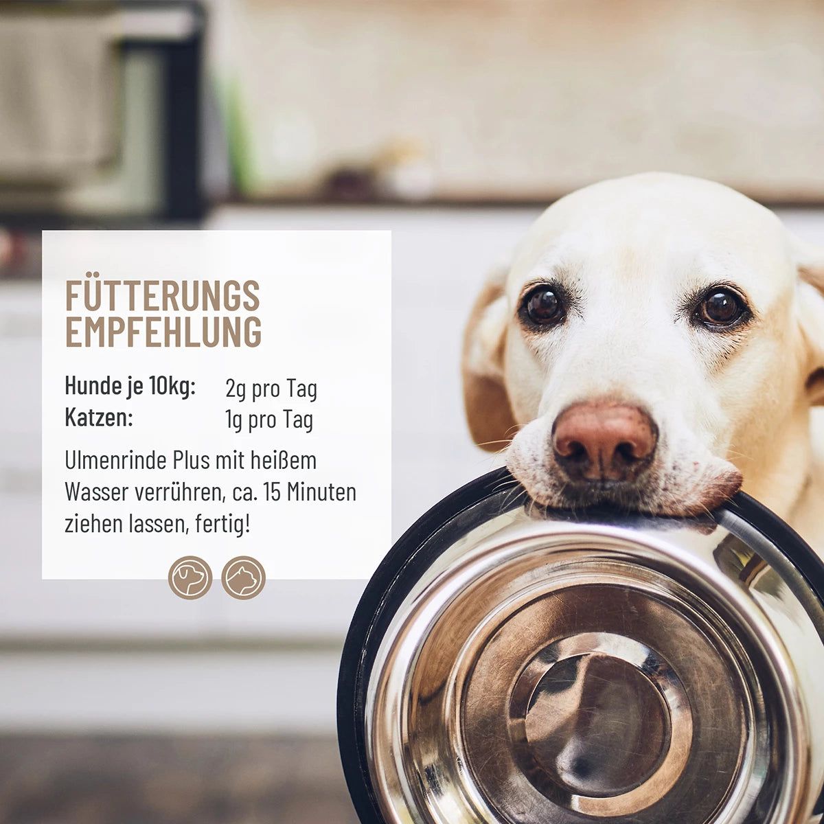 Hund mit Futternapf. Text: Fütterungsempfehlung für Hunde und Katzen. Ulmenrinde Plus.