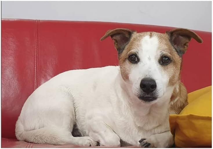 Ein weiß-brauner Hund liegt auf einer roten Couch. Der Hund blickt in die Kamera.
