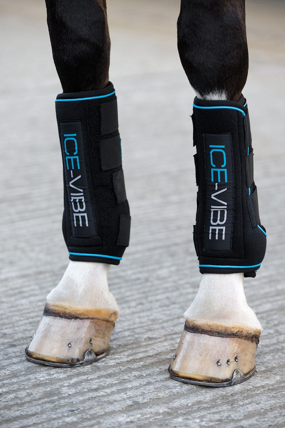 Schwarze Gamaschen mit blauem Rand und ICE-VIBE-Schriftzug an Pferdebeinen. Klettverschlüsse.