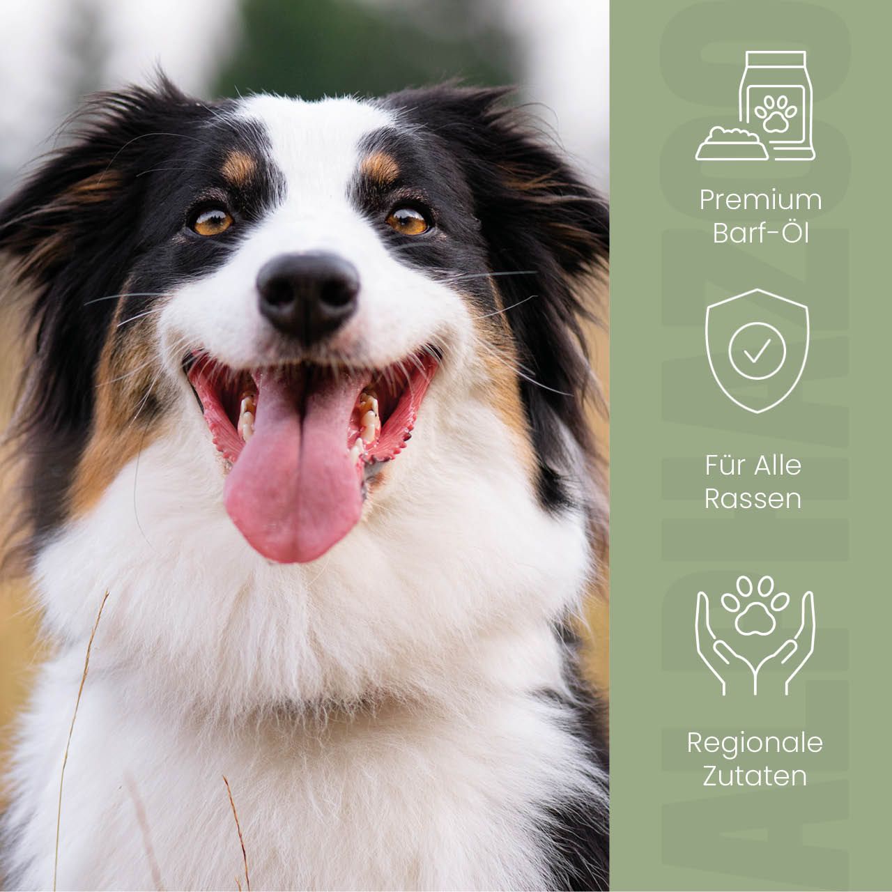 Hund mit offenem Maul. Text: Premium Barf-Öl, Für Alle Rassen, Regionale Zutaten.